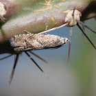 Leafroller moth