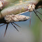 Leafroller moth