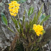 The Golden-bow Orchid
