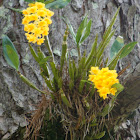 The Golden-bow Orchid