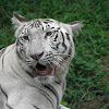 Bengal white tiger
