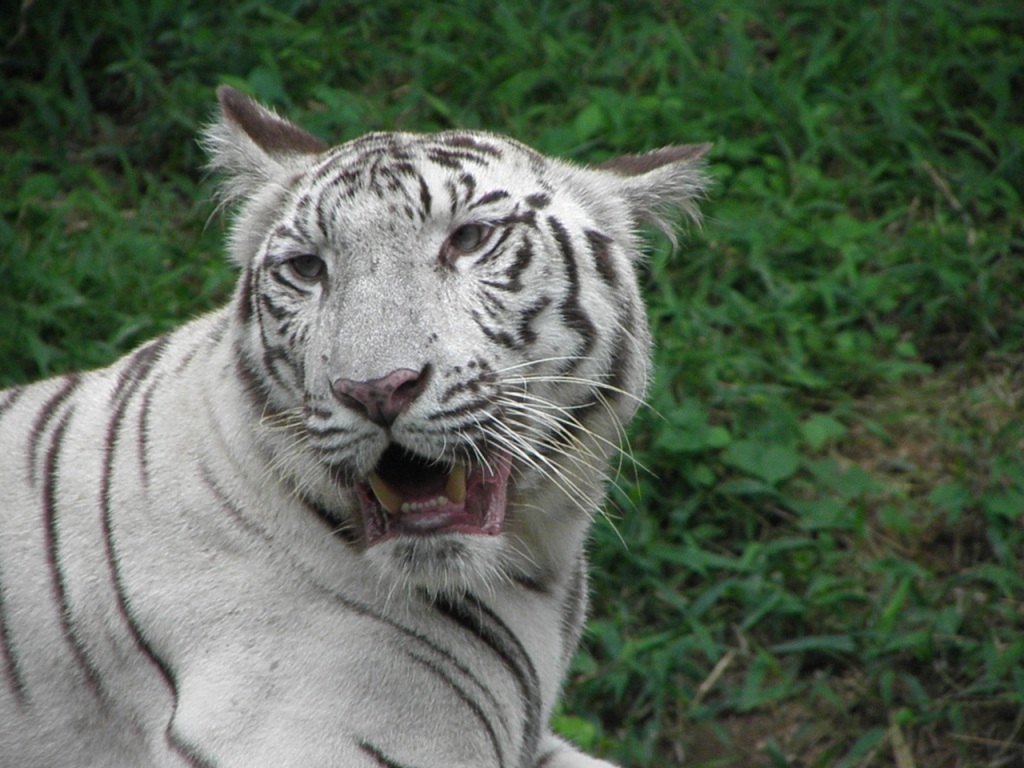 Bengal white tiger