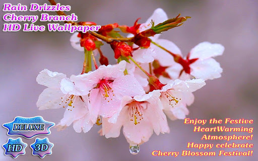 【免費個人化App】Rain Drizzles Cherry Branch HD-APP點子