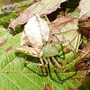 Green lynx spider