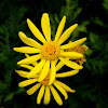 Yellow bush daisy