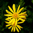 Yellow bush daisy