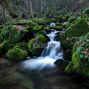 Wondrous forests II by Zoran Rudec - Landscapes Waterscapes