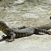 Water Monitor Lizard