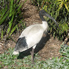 Australian White Ibis