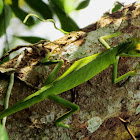Green-crested lizard