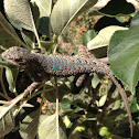Western fence lizard aka blue belly lizard