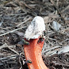 Lantern Stinkhorn Fungus
