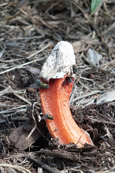 Lantern Stinkhorn Fungus | Project Noah