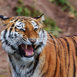 Sibirian Tiger by Ralf Kowohl -  