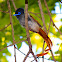 African paradise-flycatcher