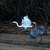 Great blue heron and great egret