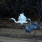 Great blue heron and great egret