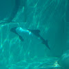 Commerson's Dolphin