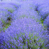 common lavender, true lavender or narrow-leaved lavender