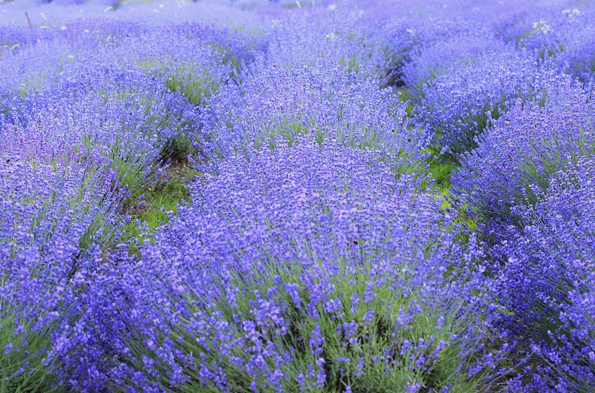 common lavender, true lavender or narrow-leaved lavender
