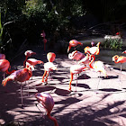 American Flamingo