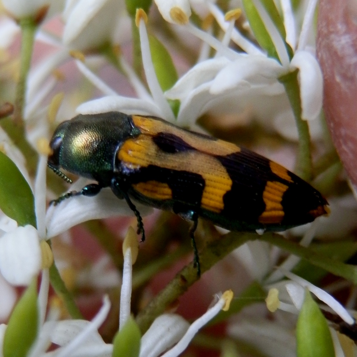 Jewel Beetle -9