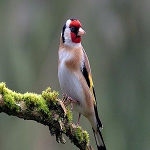 goldfinch.apk 1.0