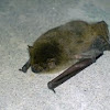 vesper bat