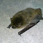 vesper bat