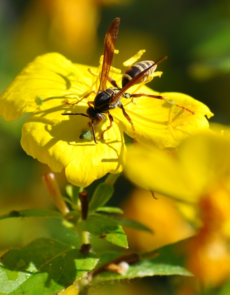 Paper Wasp