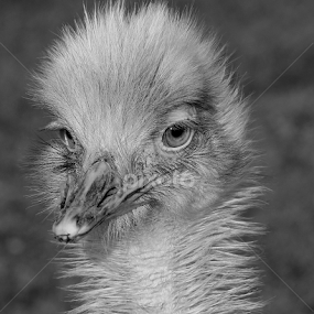 Reah by Ralph Harvey - Black & White Animals
