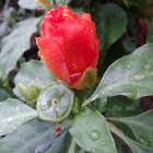 Rose cactus