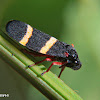 Cigarrinha-sapo (Double banded spittlebug)