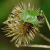 Green shield bug, Odorek zieleniak