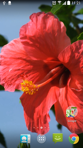 Real Red Flower Live Wallpaper