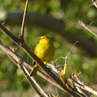 Canario-da-terra (Saffron Finch)