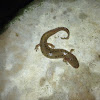 Midland mud salamander