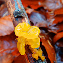 Golden jelly fungus
