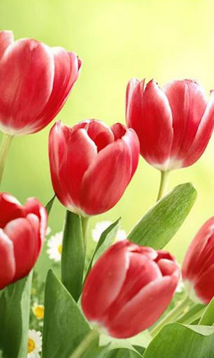 【免費攝影App】Tulips Live Wallpaper-APP點子