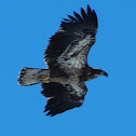 Bald Eagle (2nd Year)