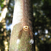 Moth caterpillar (Family Lasiocampidae)