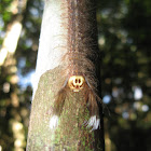 Moth caterpillar (Family Lasiocampidae)