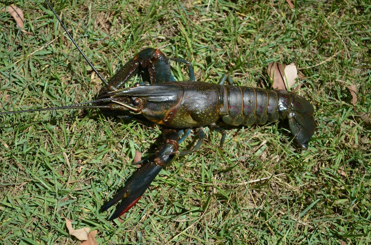 Red Claw Crayfish