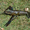 Red Claw Crayfish