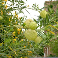 棗莊古藝庭園膳坊