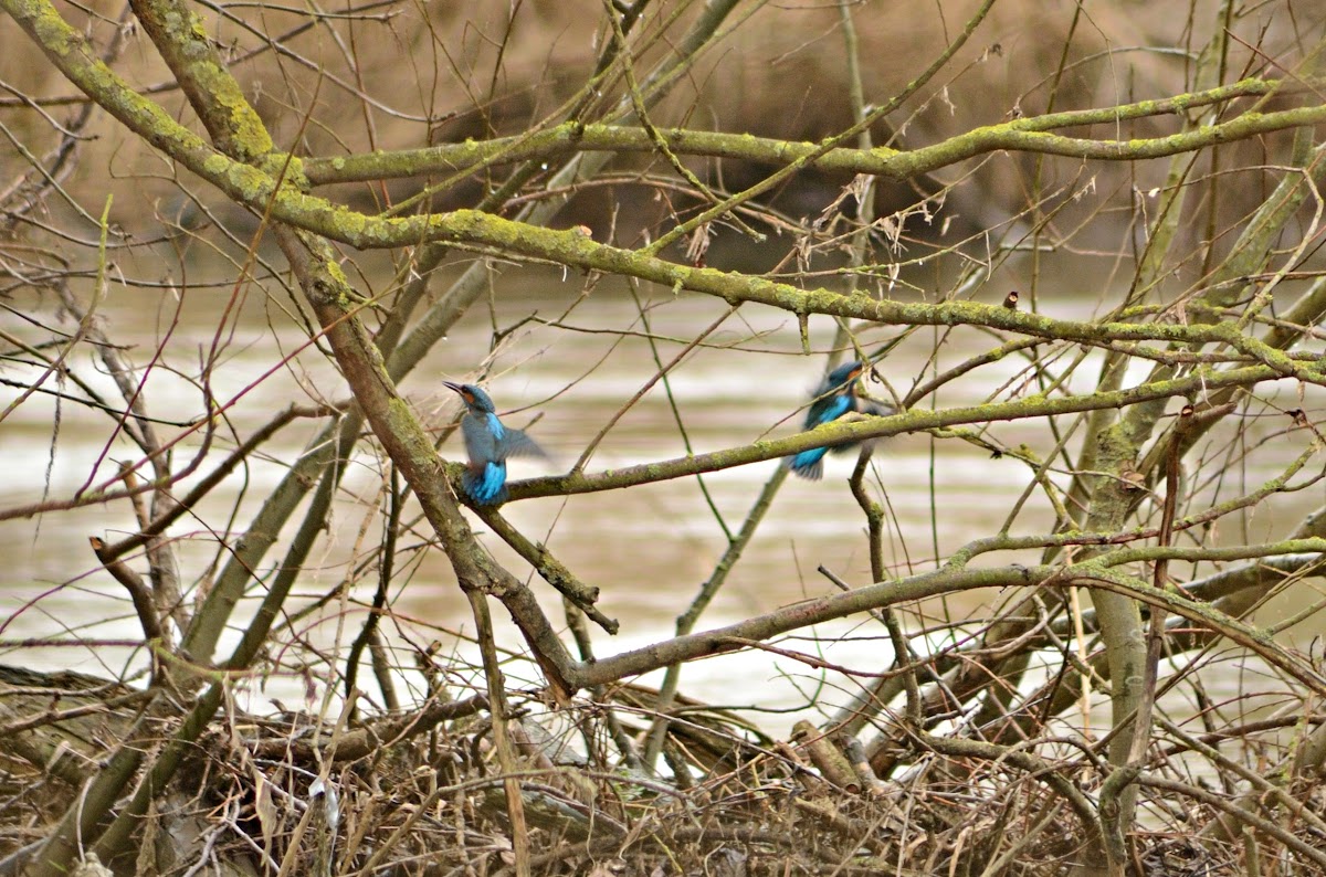 Kingfisher