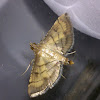 Lesser Rice-Leafroller Moth