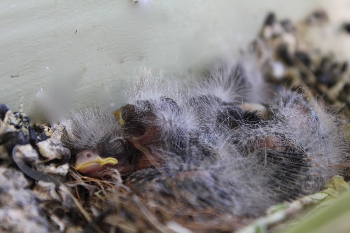 House Finch (Babies)