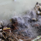 House Finch (Babies)