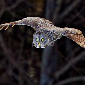 Great Gray Owl by Herb Houghton - Animals Birds
